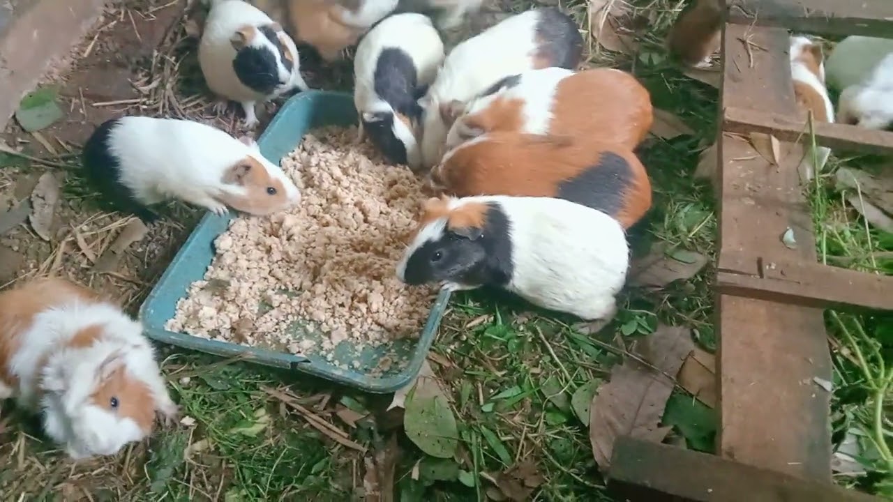 Anakan Marmut jadi tumbal tikus.