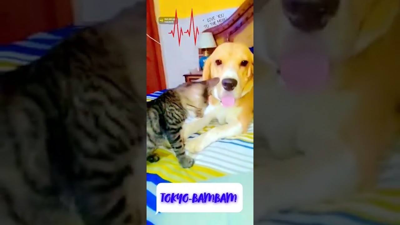 mastiyaaa