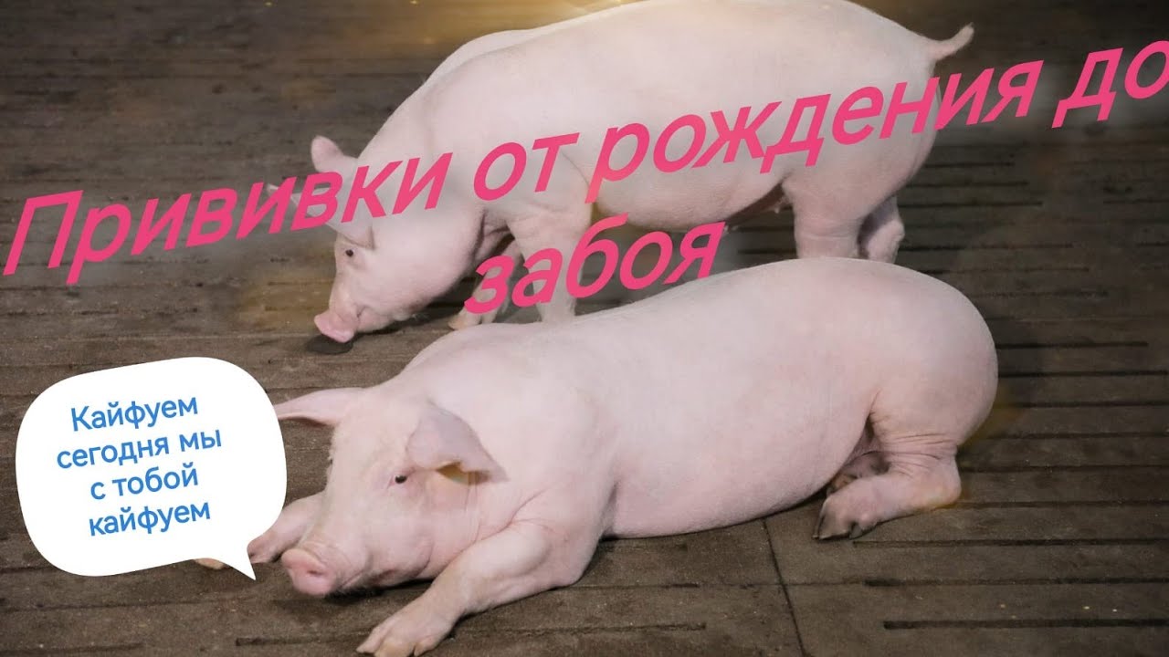 ‼️Технология выращивание свиней 🐖‼️График прививок от рождения до забоя‼️