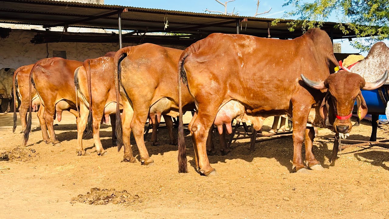 👌एक साथ लाट मे #गीरगाय यहा से खरीदे !! #Gircow Yadav Dairy Farm Rajasthan (9511592301)