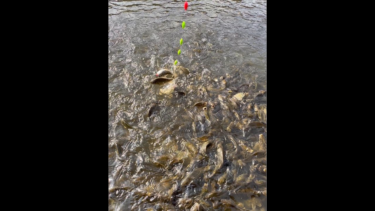 How to fish is incredible, the fishing method is so crazy to catch catfish fishing outdoors