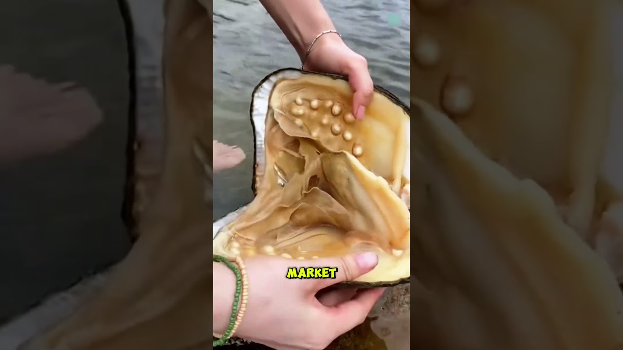 How Do Humans Trick Oysters Into Making Pearls?