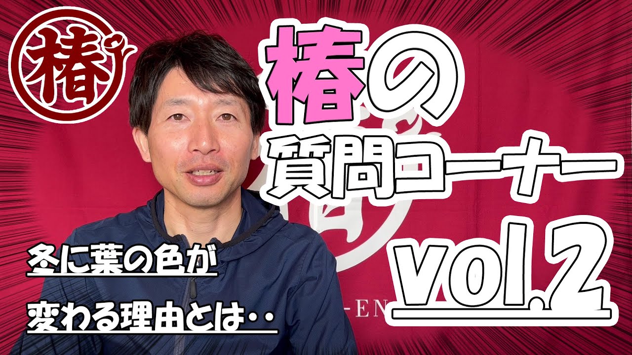 椿の質問コーナー【vol.2】冬に椿の葉が赤くなる理由とは・・・　椿の育て方や様々な疑問・質問に対して回答する企画です！