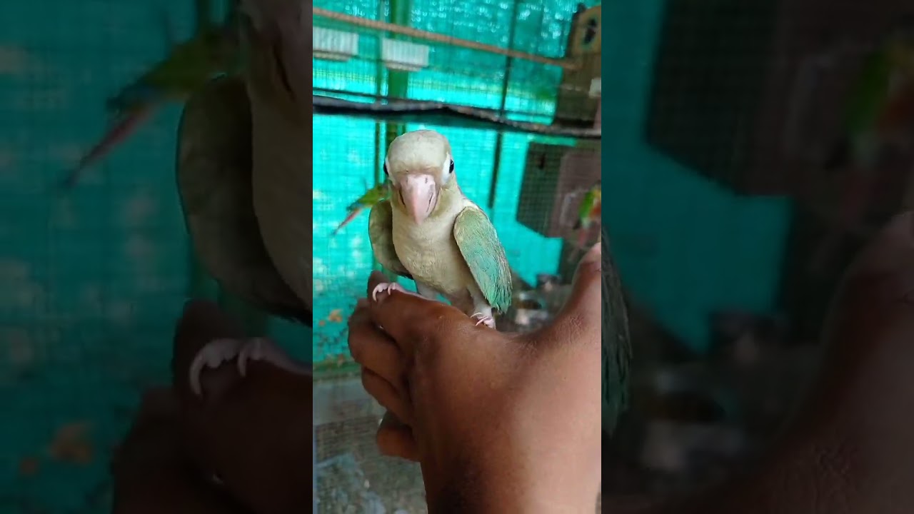 DAN MATHEW'S EXOTIC BIRDS FARM THANJAVUR TAMILNADU FULLY TAMED BLUE PINEAPPLE CONURE 8122225152