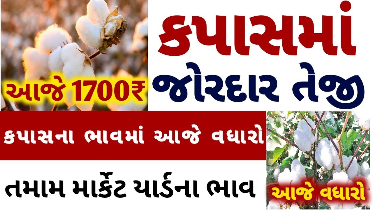 કપાસ ના ભાવ | 05/03/2026 | kapas na bhav:2025 | information about all cotton crop price marketyard