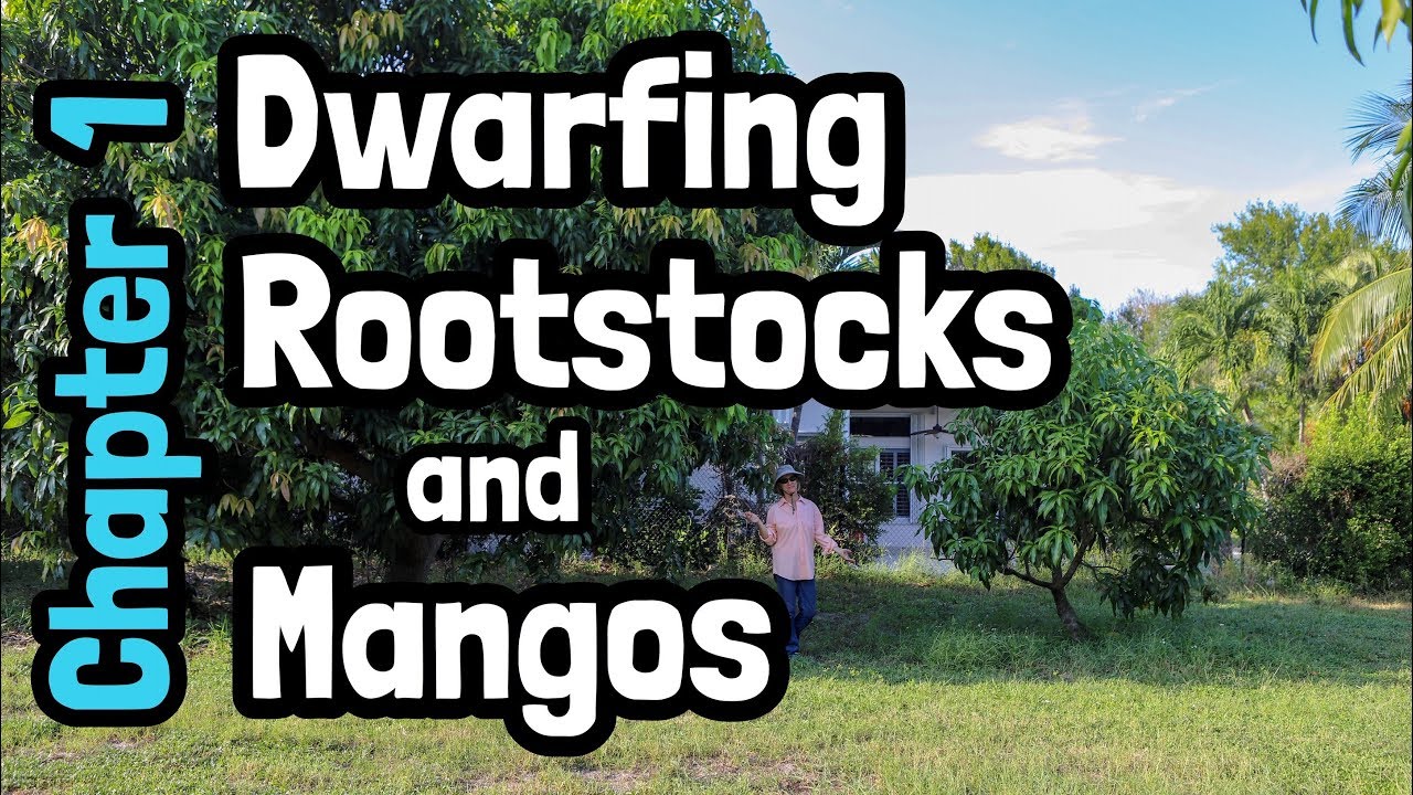 Dwarfing Rootstock and Mangos- Chapter 1