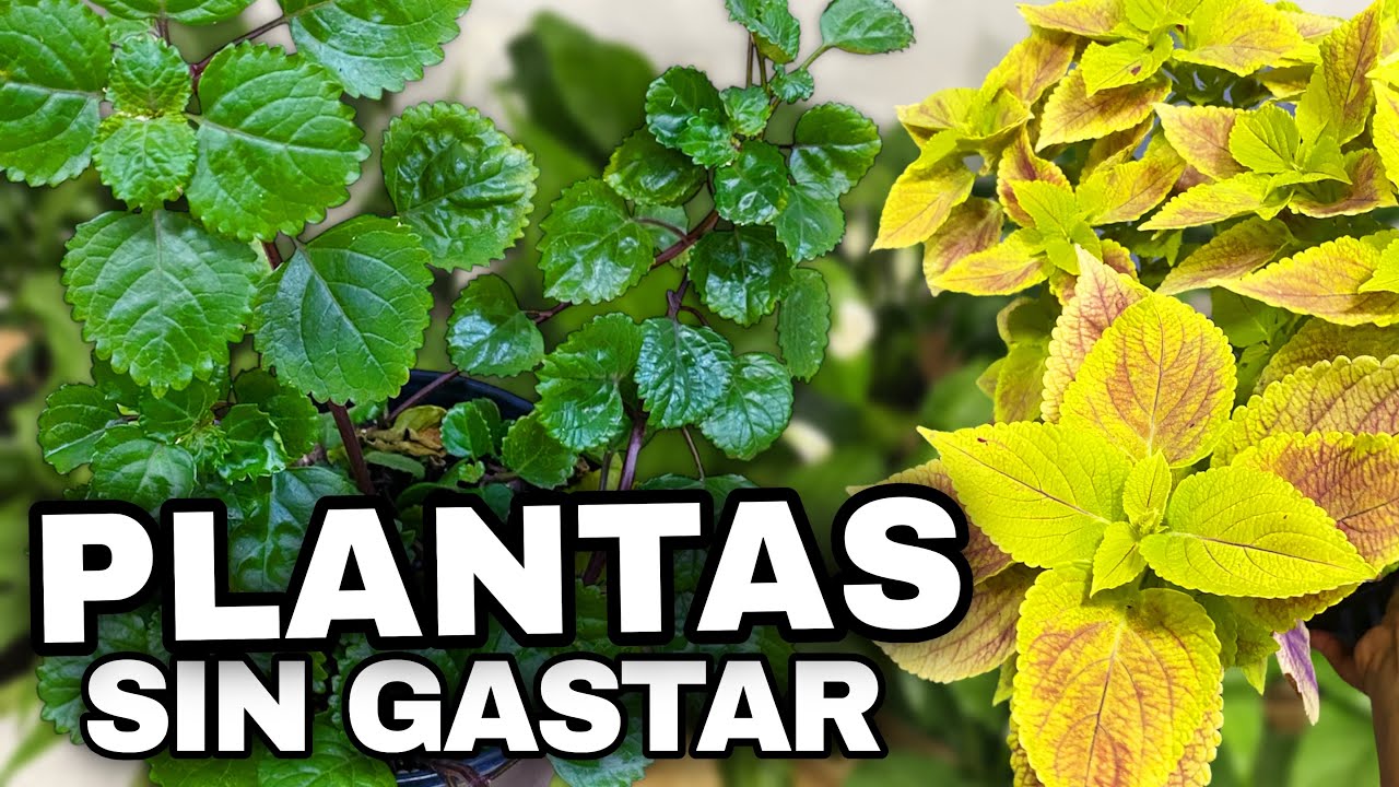 EL SECRETO para tener MUCHOS COLEOS y una PLANTA del DINERO COLGANTE