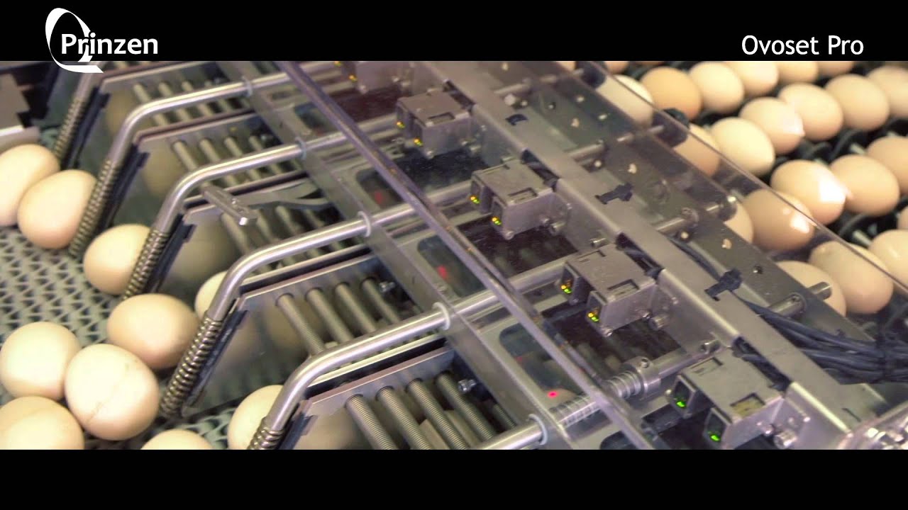 Vencomatic Group: Prinzen - Ovoset Pro - Automatic egg packer for hatching eggs