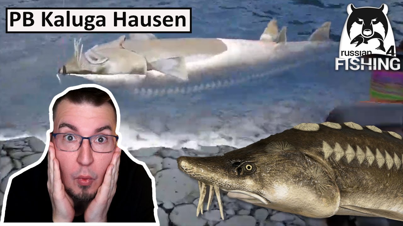 PB Kaluga Hausen Jama - Drill Highlights + Max Drag | Russian Fishing 4 | Deutsch | UwF