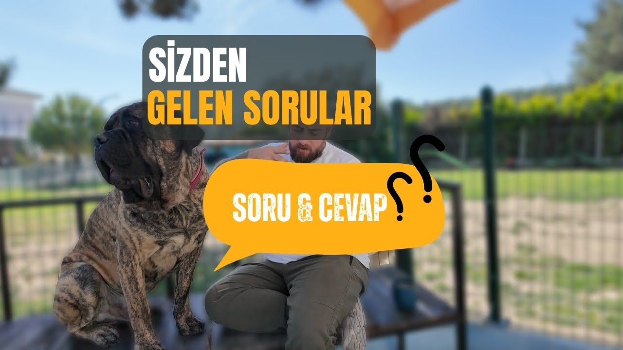Köpekler Hakkında 