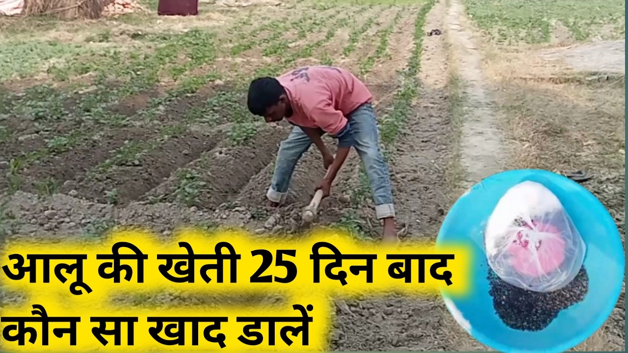 आलू की खेती पार्ट 2 ।। Aalu ki ki kheti part 2  Step By Step #rakexxvlogs