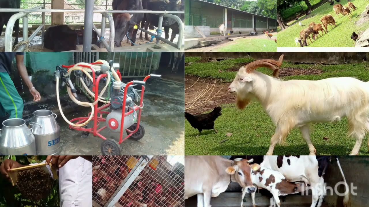 ලබුදූව කෘෂිකර්ම පර්‍යෙශනායතනය🍀🐄🐩🐇🐑🐖