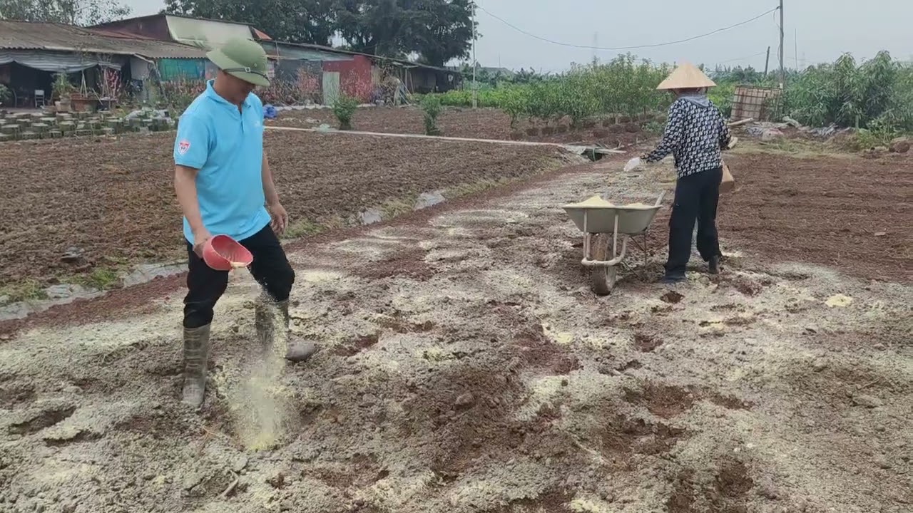 Bón nót bột đỗ tương chuẩn bị cho vụ đảo quất mới