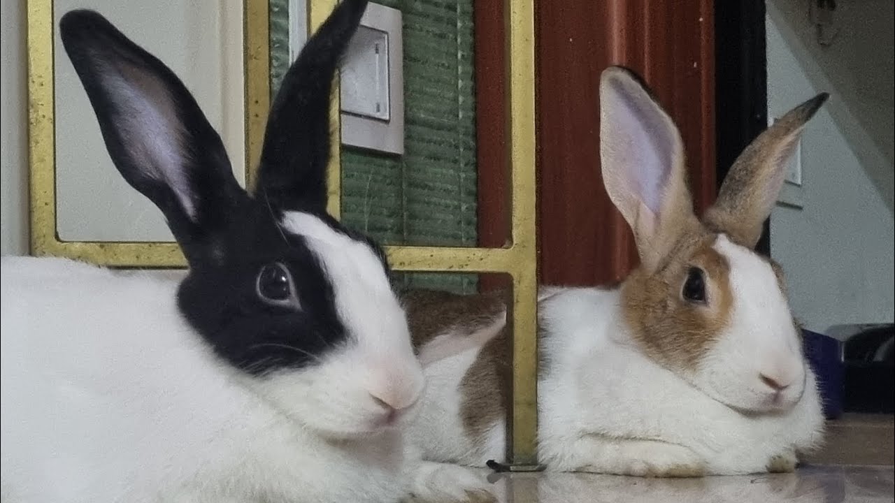 Various moods of HUNNY Bunny 🐇🐇