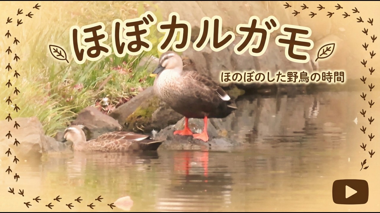 野鳥で癒されましょう。ほぼカルガモです。