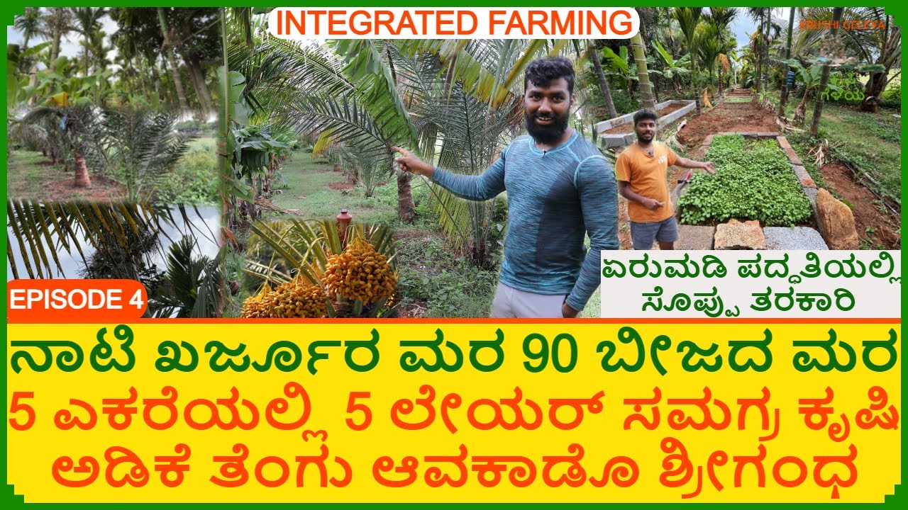 ಖರ್ಜೂರ ಮರ | 5 ಎಕರೆಯಲ್ಲಿ 5 ಲೇಯರ್ ಸಮಗ್ರ ಸಾವಯವ ಕೃಷಿ | ಅಡಿಕೆ ತೆಂಗು ಆವಕಾಡೊ | ಏರುಮಡಿ ಪದ್ಧತಿ | Date Palm