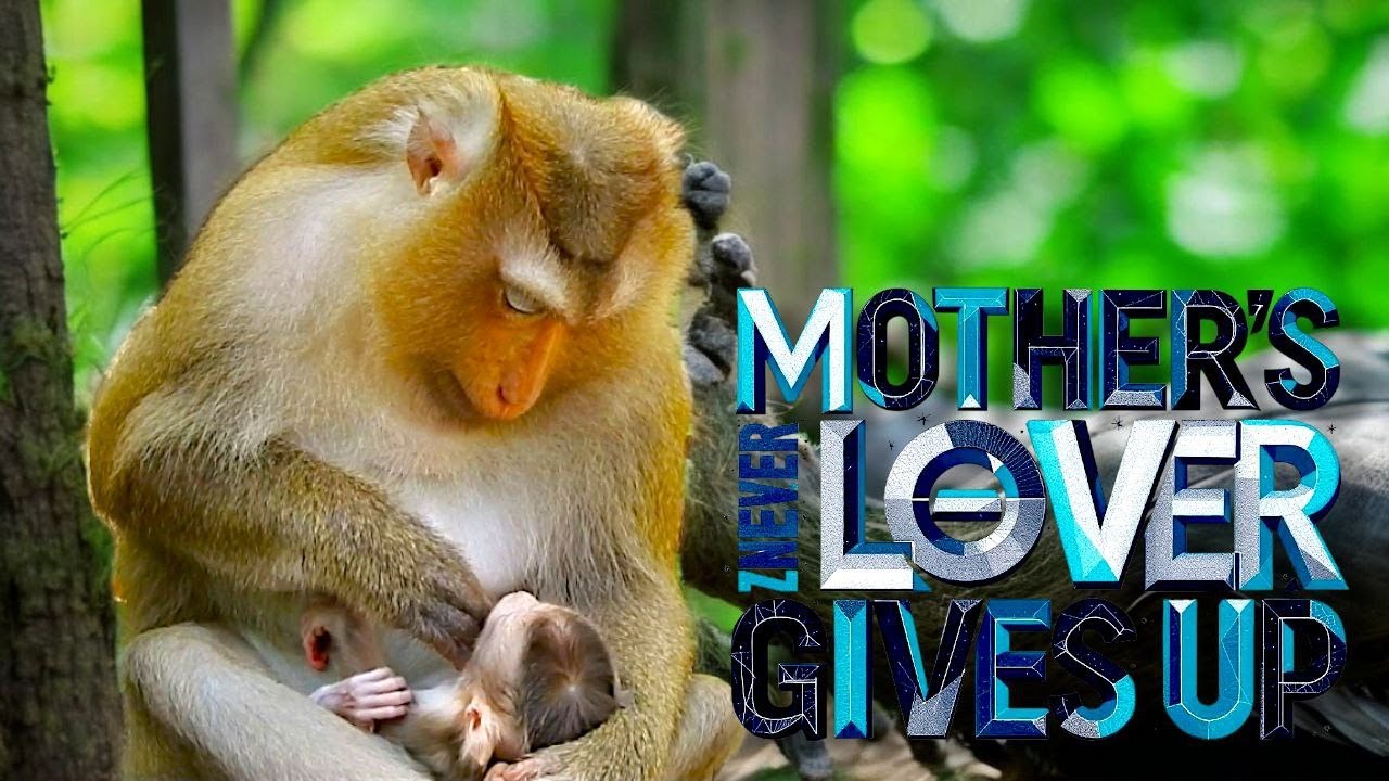 Mother Monkey’s Love Never Gives Up Rose’s Nutrition Journey to Protect Baby Rina