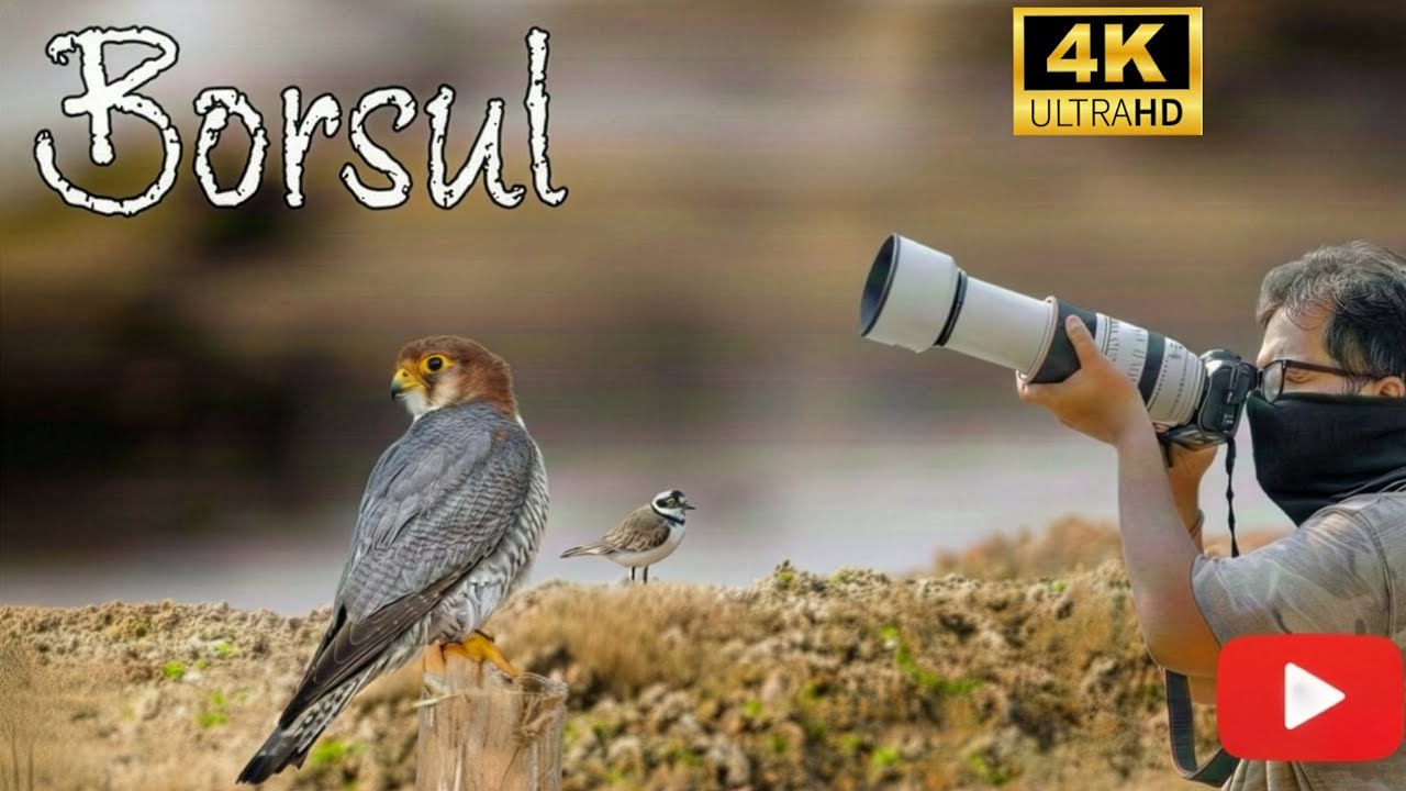Borsul Trip| Bengal’s Hidden Paradise for Bird Lovers Birding| Damodar riverside| Cinematic Vlog(4K)