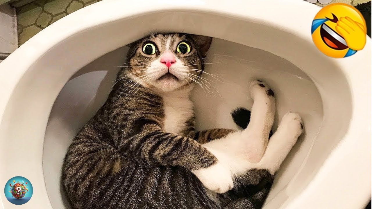 Animali Divertenti 😂 I Video di Cani e Gatti pi&ugrave; Divertenti 🐶😺 #3