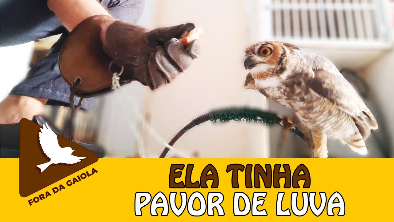 Treinamento de Coruja Adulta — Parte 2