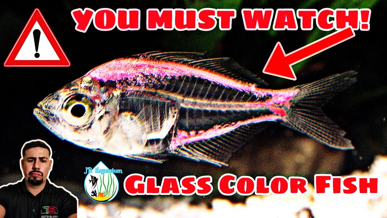 Painted neon Glass fish tetra/ Glass color fish / Indian Glass fish care guide, all you need to know