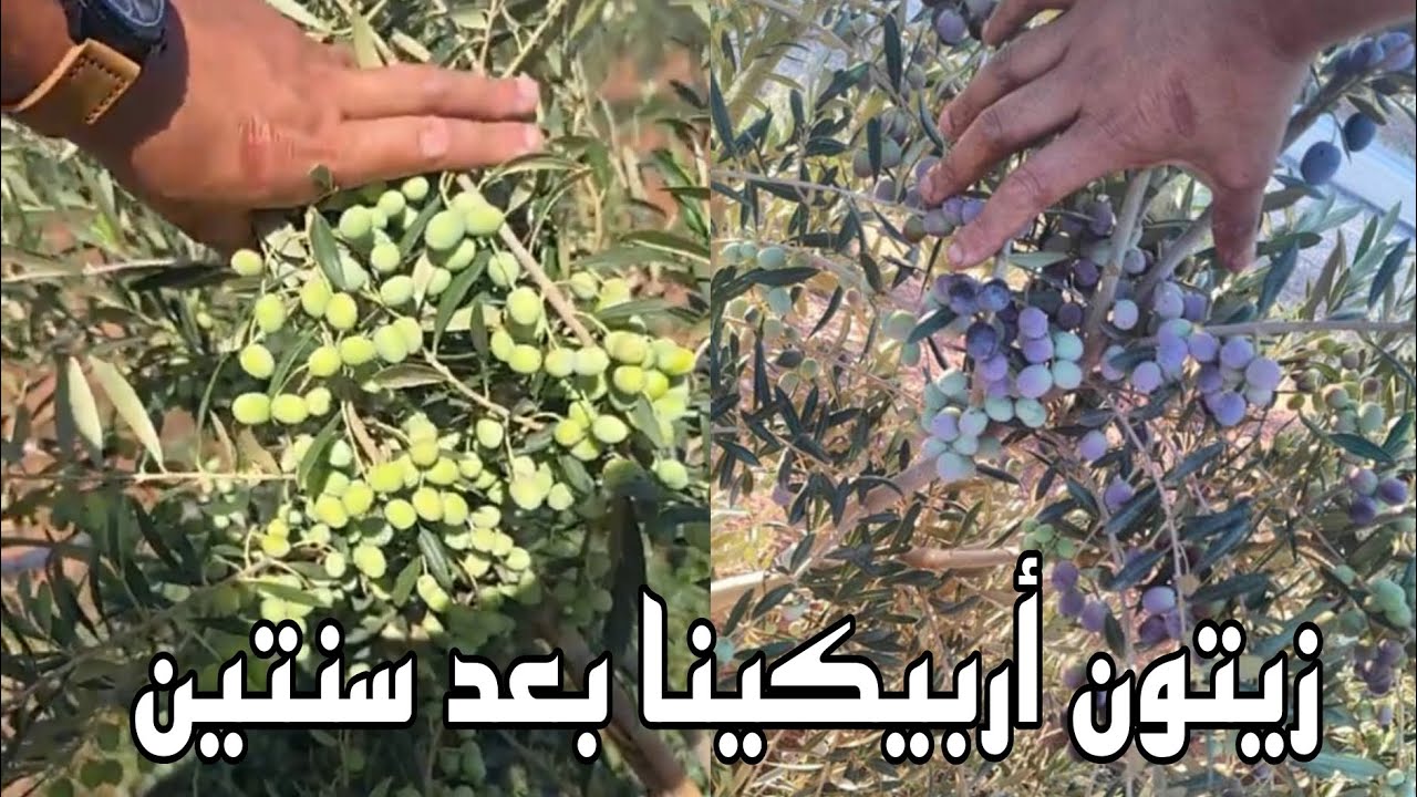 حقل زيتون صنف أربيكينا بعد سنتين  تقريبا من الغرس