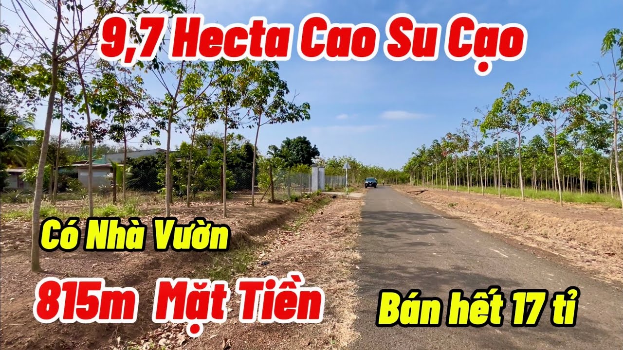 Nguồn quá khủng. Vườn CAO SU 9,7ha sở hữu 815m Mặt Tiền. Nửa vườn đã cho cạo 50tr/tháng. Tặng nhà.