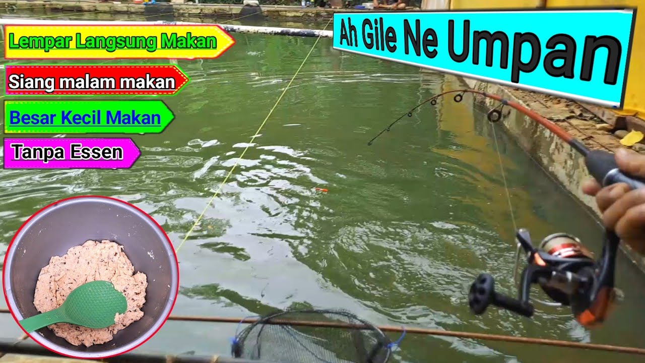 LOH KOK....?! Umpan putih amisnya bisa bikin ikan mas nafsu untuk makan terus✅️
