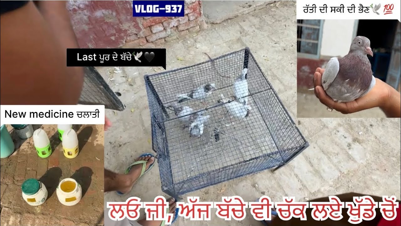 ਅੱਜ ਸਾਰੇ ਕਬੂਤਰ-ਕਬੂਤਰੀਆਂ ਅੱਡ ਕਰਤੇ, ਤੇ last ਬੱਚੇ ਵੀ ਚੱਕ ਲਏ🕊️✅|| ਦੇਖੋ 2022 ਆਲੀ ਰੱਤੀ ਦੀ ਭੈਣ…