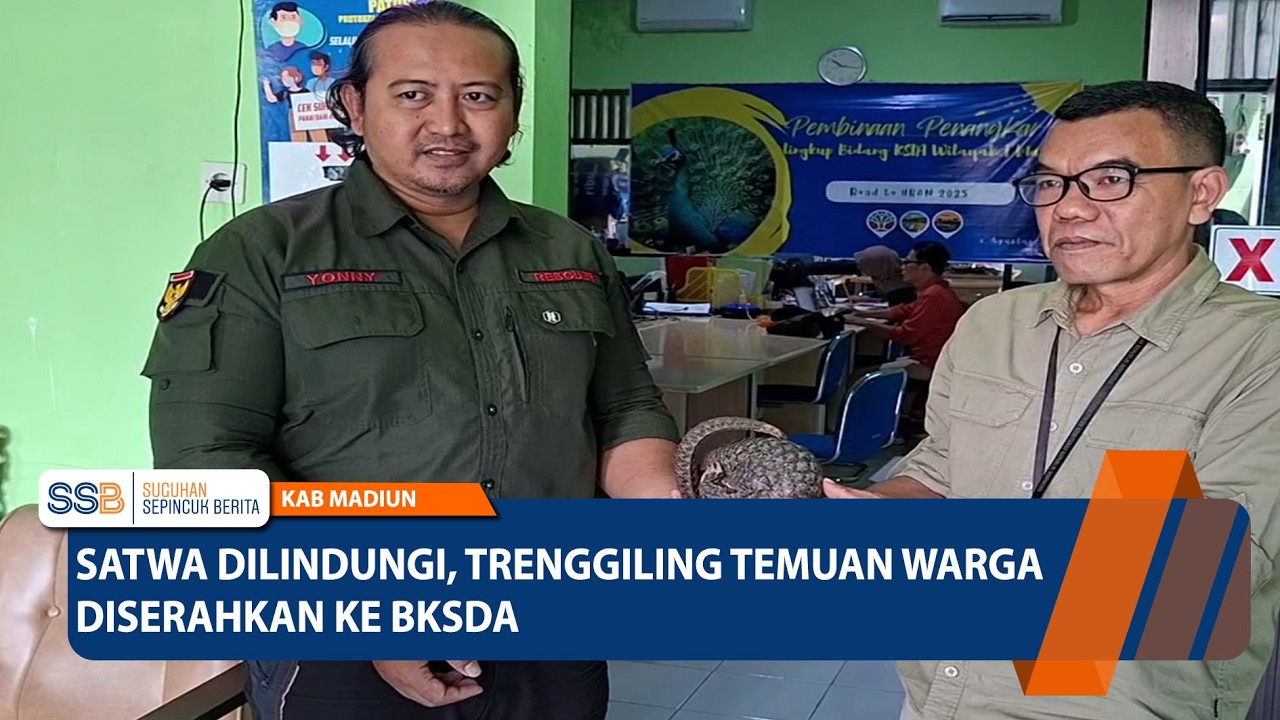 KAB MADIUN - Satwa Dilindungi, Trenggiling Temuan Warga Diserahkan ke BKSDA