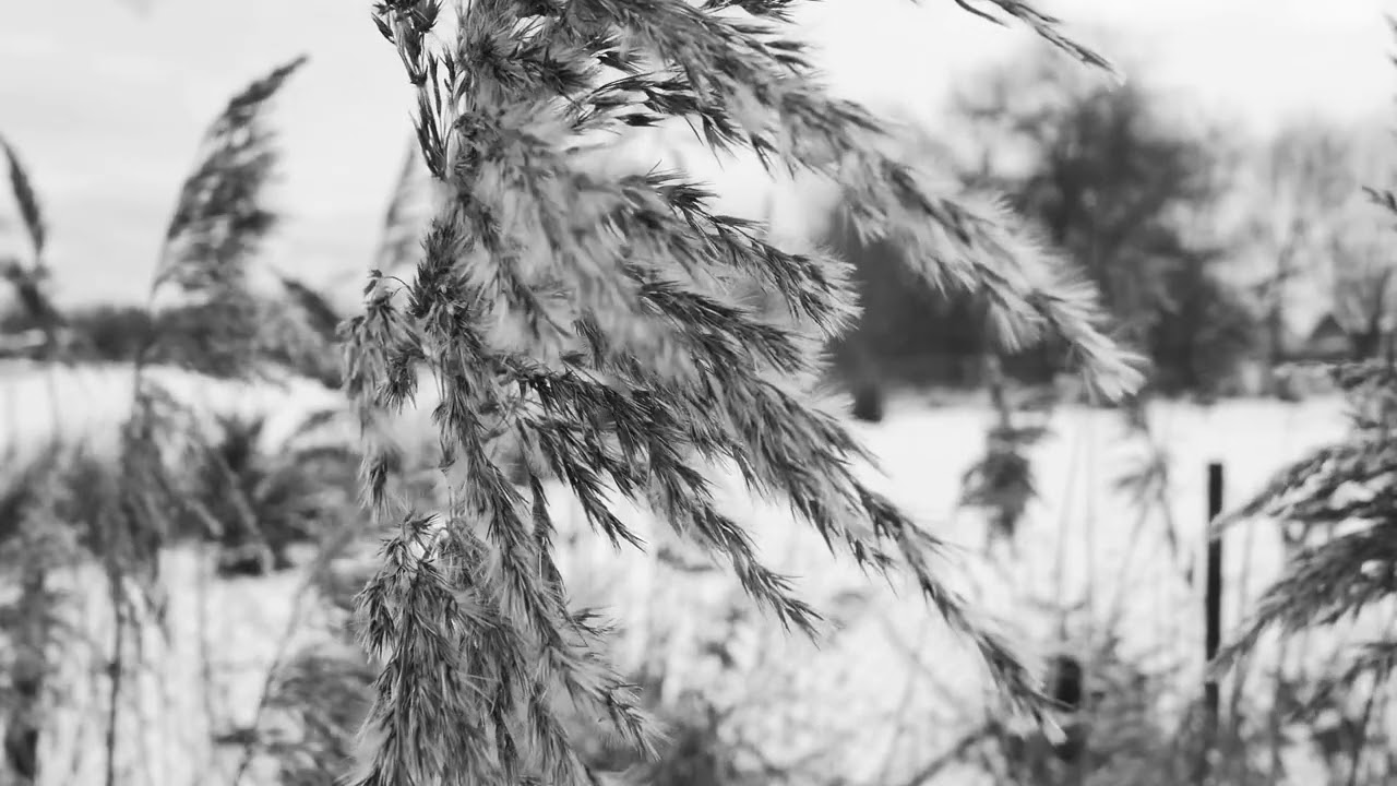 Snowveil