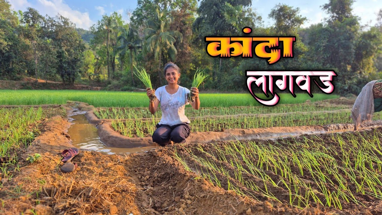 कोंकणातील कांद्याच्या शेतीची लागवड 🌿| #youtube