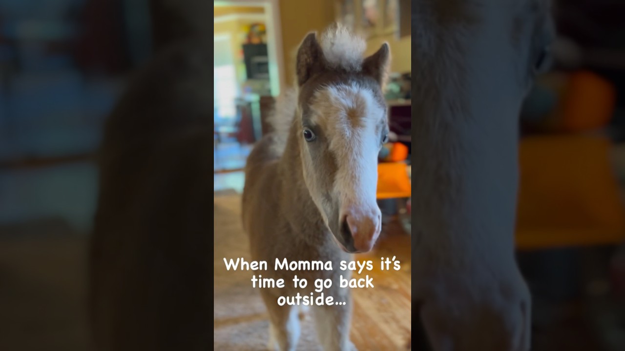 Baby Horse Wants to Stay in the House #horses #pony #funny #animals #cute #miniaturehorse