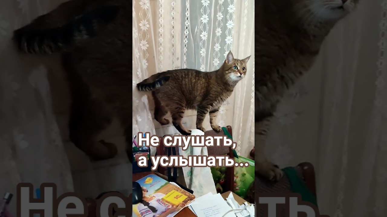 Берегите пушистиков #cat #видосыоткота #веселыекоты #прикольныекоты #котики