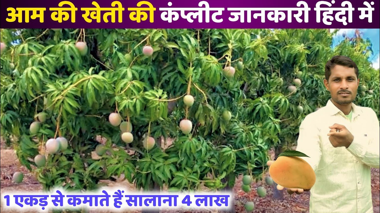 आम की खेती || mango ki kheti kaise kare || aam ki kheti kaise karen || mango farming in india hindi