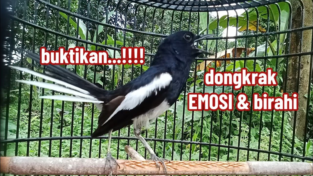 Kacer gacor KONSLET ini cukup AMPUH untuk DONGKRAK EMOSI agar NGOTOT
