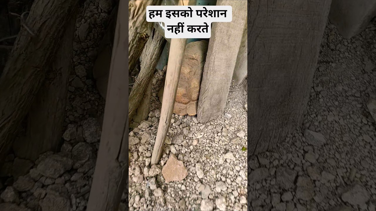 हम इसको परेशान नहीं करते कछुआ 