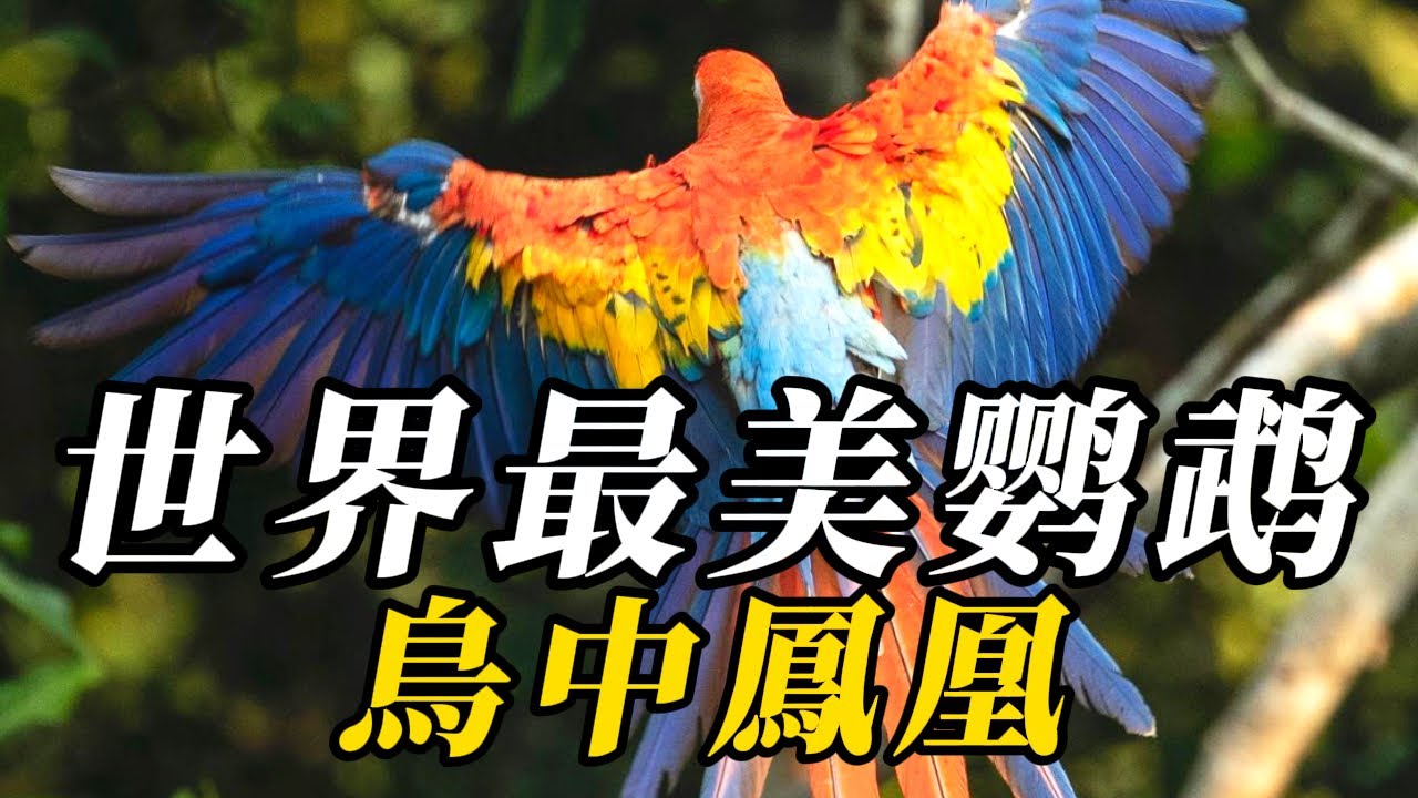 全世界最美的10種鹦鹉，讓孔雀都黯然失色！第壹名頭戴“王冠”，宛如仙子下凡！#animals #知识渊博 #野生动物 #百科密码 #科普 #野生動物 #寵物