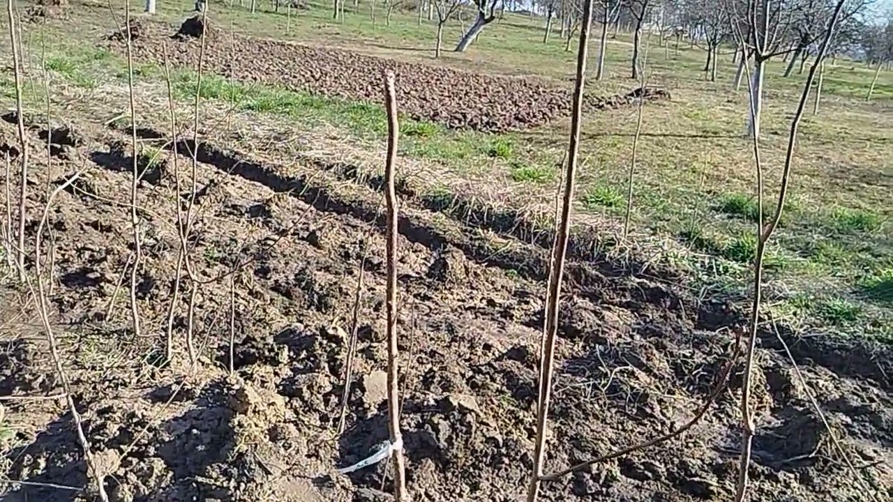 На весну залишилося декілька саджанців хурми.