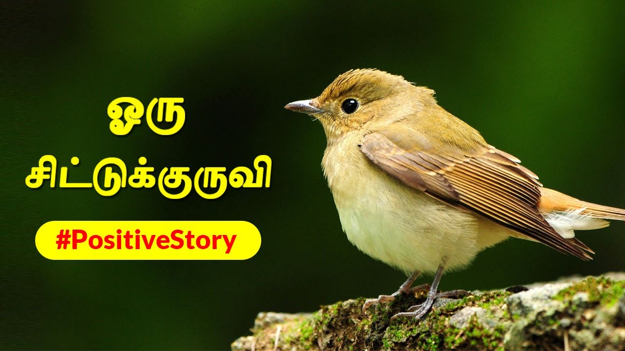 Self Motivational Story | Oru Chittu Kuruvi | Positive Stories by @Ghibran  | Tamil Sirukathaigal |