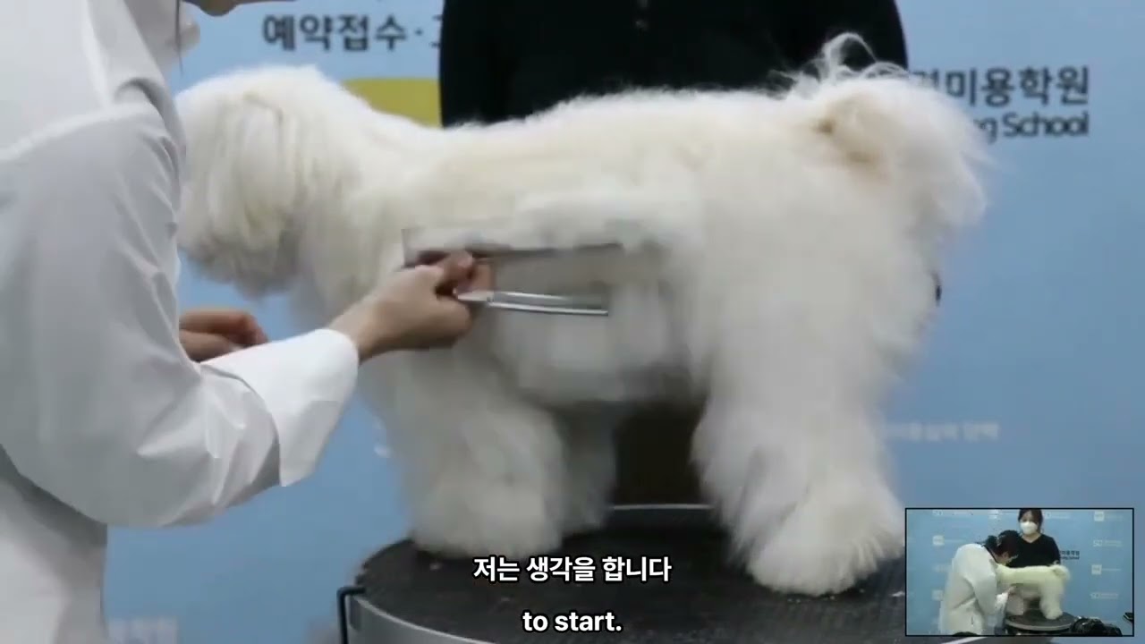 바오베이 최희조 원장의 꼬똥드툴레아 바디컷 동영상 자료