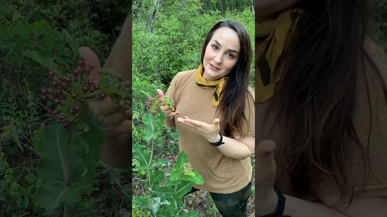 Clasping Milkweed in the Florida Panhandle