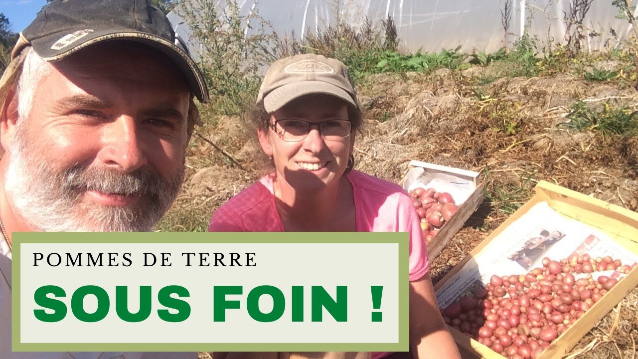 Pommes de terre sous foin de A à Z