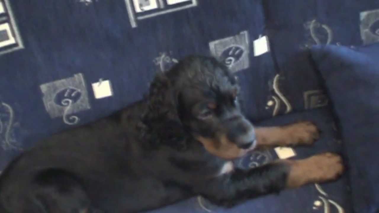 Gordon Setter - from 2 to 6 months old - Jerry [HD 720p]