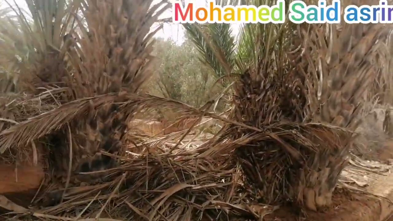 جمالية ساقية أسرير بعد أمطار الخير ولله الحمد 2023