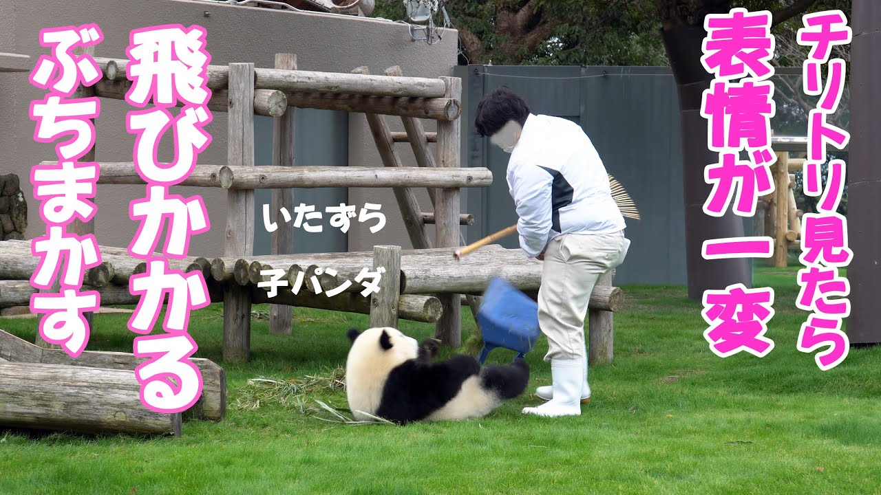 ナカさん来たら態度一変、子パンダ楓浜、チリトリで遊びのスイッチ入る、散らかしワイワイ大会