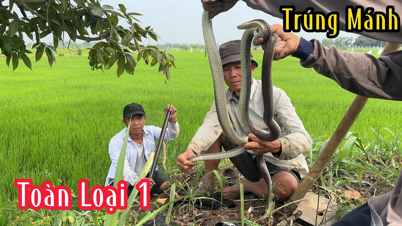 Lọt Vào Trúng Ngay Bầy Rắn Loại 1 | Mười Thương Săn Bắt