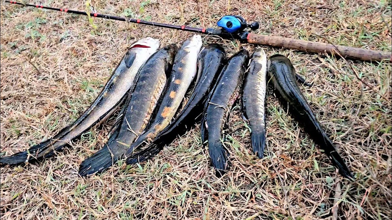 Unbelievable Fishing Video || Big Snakehead Fish Catching || Traditional Fishing