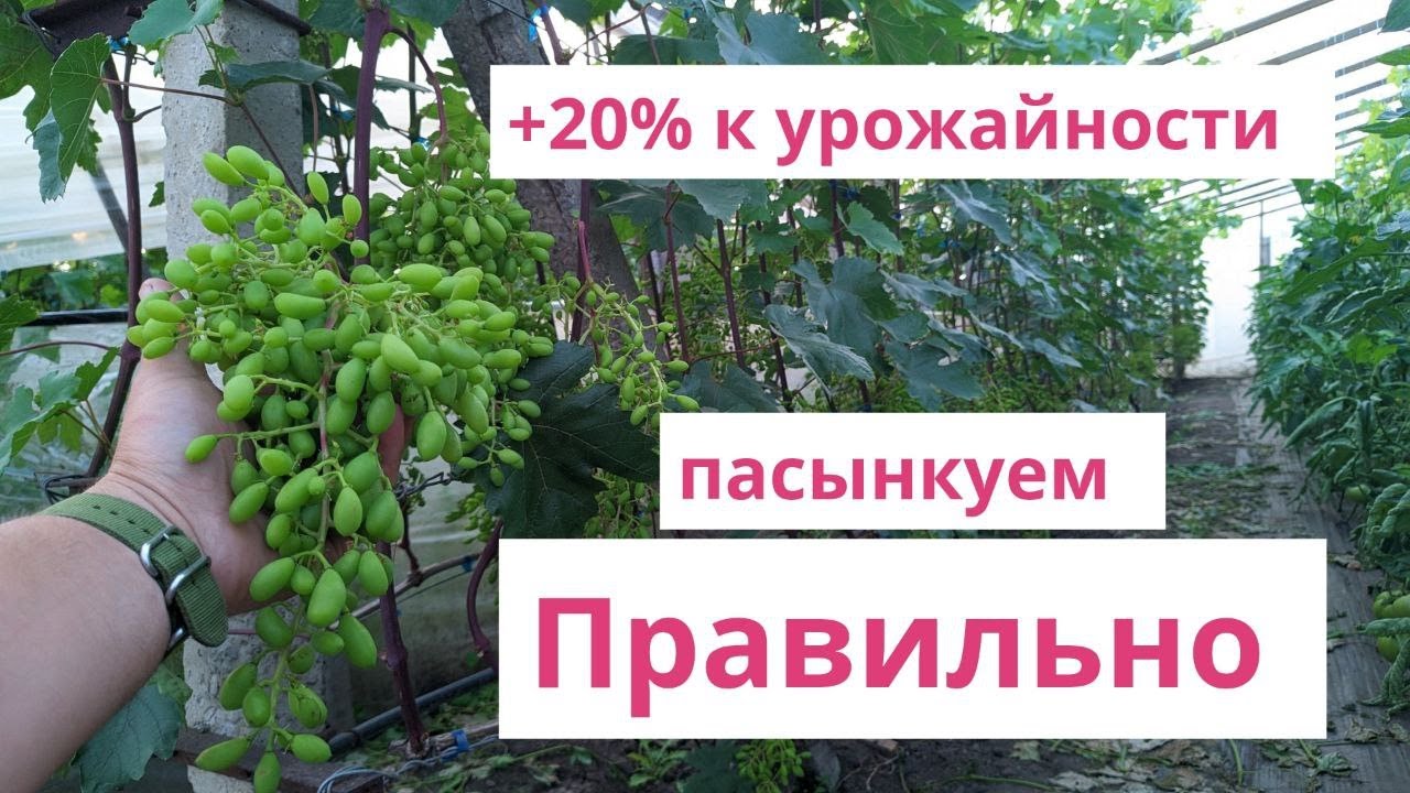 Пасынкуем правильно! +20% к урожайности 🍇