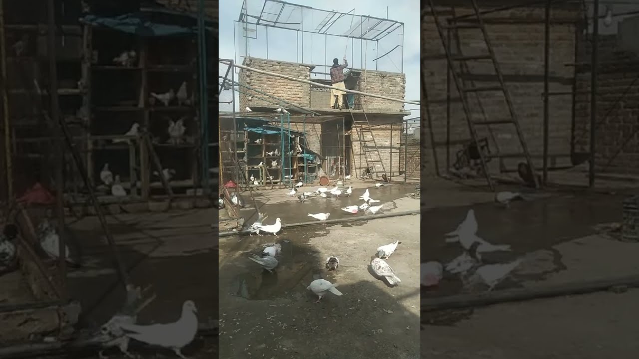 Highflyers Best Pigeons Bbirds Dr. Kabootar Baaz  is live!